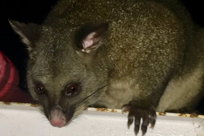 Wildlife Night Spotting at Cradle Mountain - Waldheim Chalet and the final spotlight search