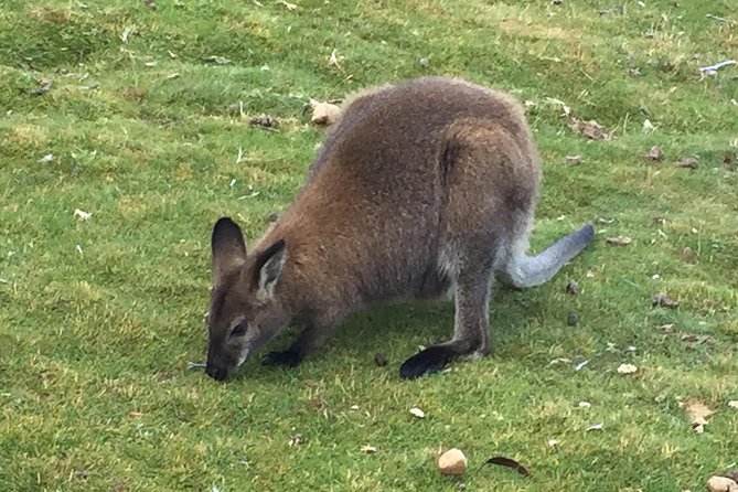 Wildlife Night Spotting at Cradle Mountain - The guides make the difference