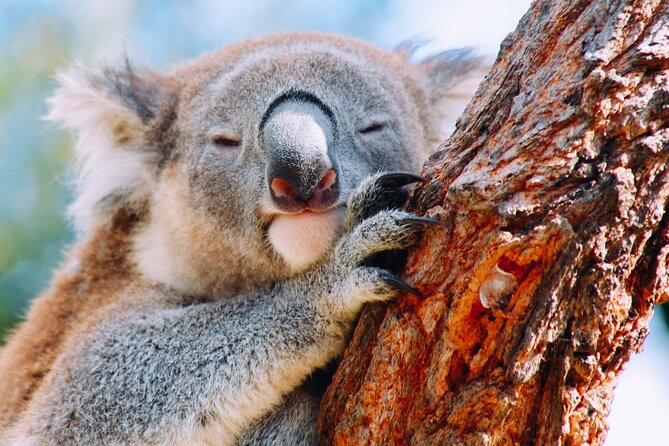 Wildlife, Waterfalls and Wine Day Tour from Sydney - Leaving Sydney for Bald Hill’s coastal views