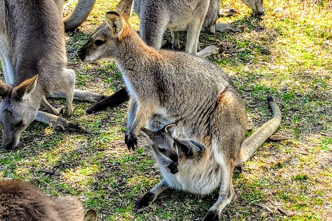 Wildlife, Waterfalls and Wine Day Tour from Sydney - Seaside lunch and time near the water