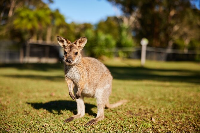 Wildlife, Waterfalls and Wine Day Tour from Sydney - Who will enjoy this day most?