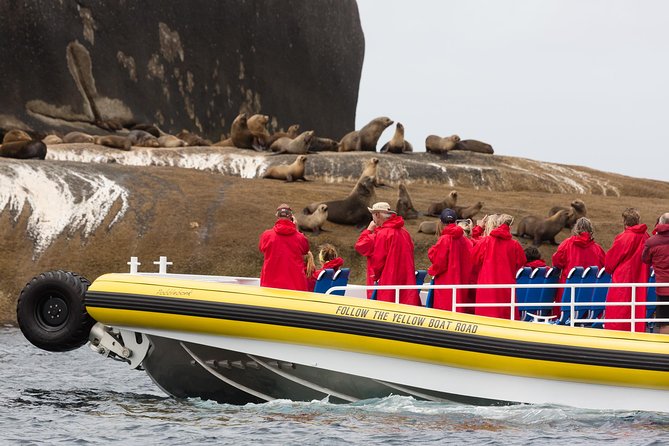 Wilsons Promontory Wilderness Cruise from Tidal River - Fur seals and the chance of whales or dolphins