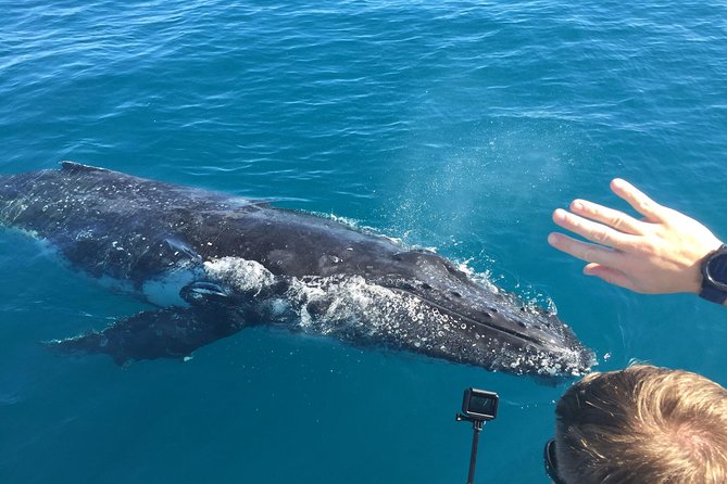 World class Whale Watching from Hervey Bay - Why Hervey Bay is such a good place for humpbacks