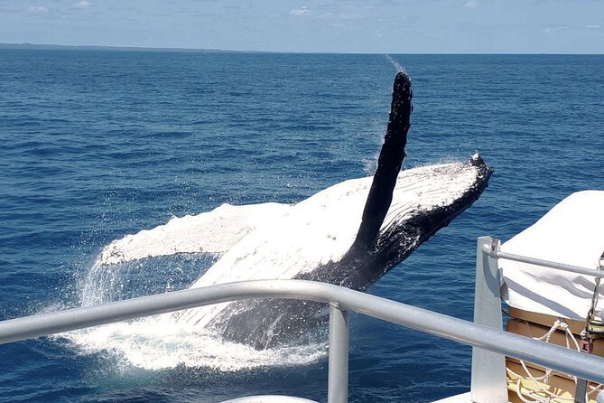 World class Whale Watching from Hervey Bay - Starting at The Boat Club before boarding
