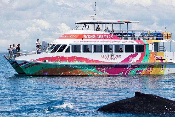 World class Whale Watching from Hervey Bay - What whale behavior you might see