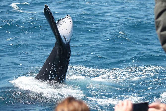 World class Whale Watching from Hervey Bay - Finding the best viewing position