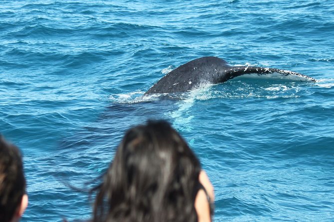 World class Whale Watching from Hervey Bay - Morning or afternoon: which departure suits you?