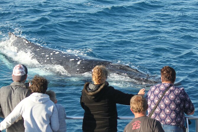 World class Whale Watching from Hervey Bay - Crew, commentary, and the feel onboard