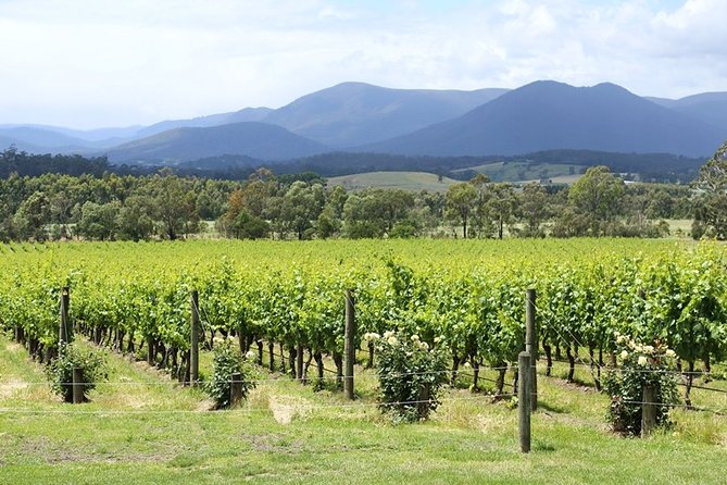 Yarra Valley Wine Day Tour - Small groups change the feel of the day