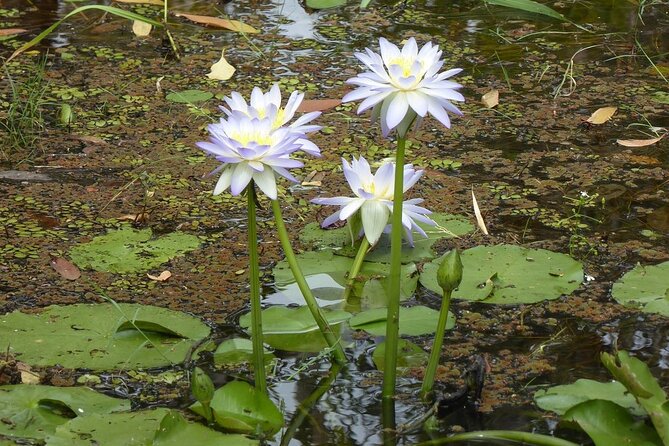 Yellow Water Cruise - Kakadu - Small drawbacks to consider before booking