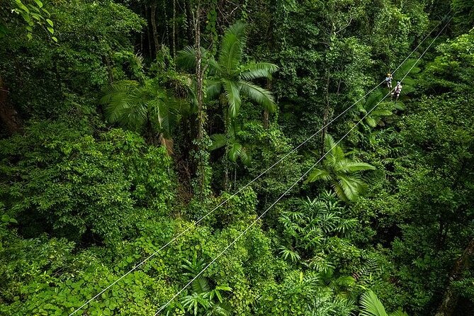 Ziplining Cape Tribulation with Treetops Adventures - Key points to know before you go