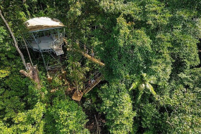 Ziplining Cape Tribulation with Treetops Adventures - Nine ziplines through the Daintree canopy