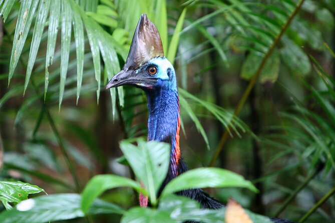 Ziplining Cape Tribulation with Treetops Adventures - Rainforest facts between the thrills